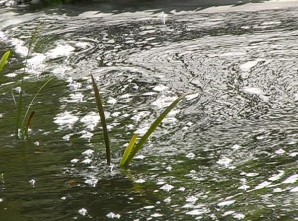 Madelon Hooykaas, Reed in water, from 'Haiku, the art of the present moment', 2007/2023