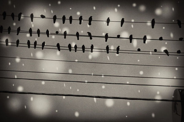 Yukari Chikura, Zaido 32, 2012-2017