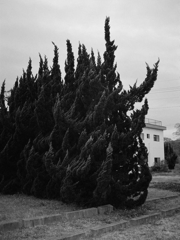 Guillaume Simoneau, Untitled from Murder (cedar hedge), Fukuoka, Fukuoka pref., Japan, 2016