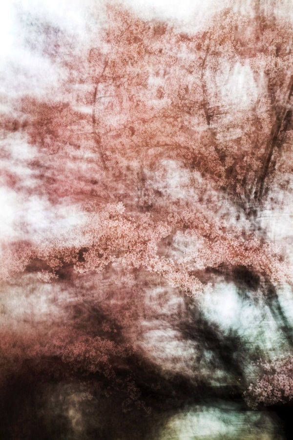 Yoshinori Mizutani, Sakura 020, 2015