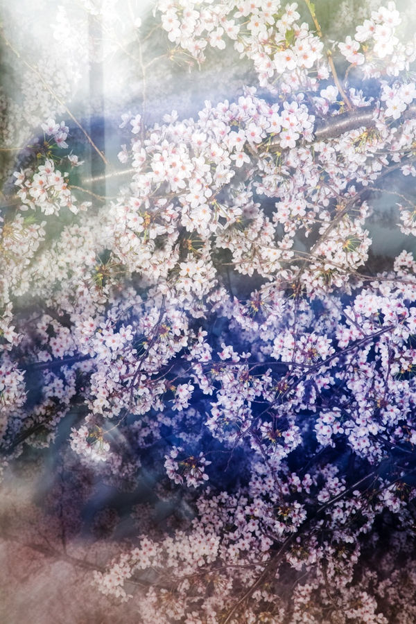 Yoshinori Mizutani, Sakura 021, 2015