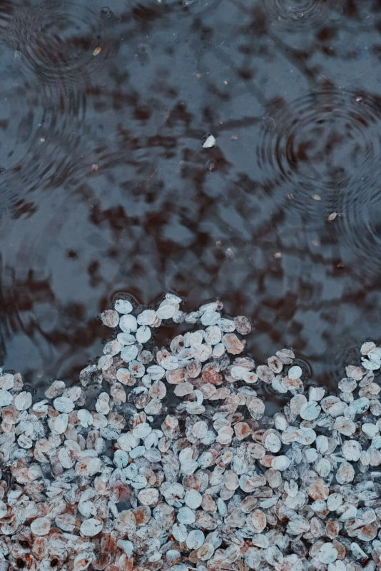 Sudi, Untitled 46, 2023