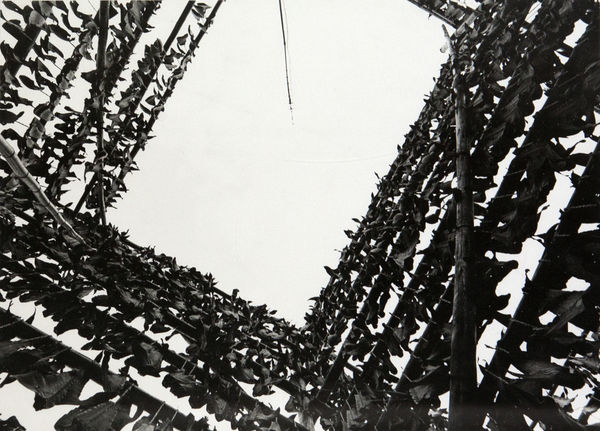Kiyoshi Niiyama, Shark Fins at Choshi City, Chiba Prefecture, 1964