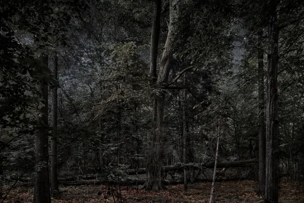 Thierry Cohen, Carbon Catchers no. 20