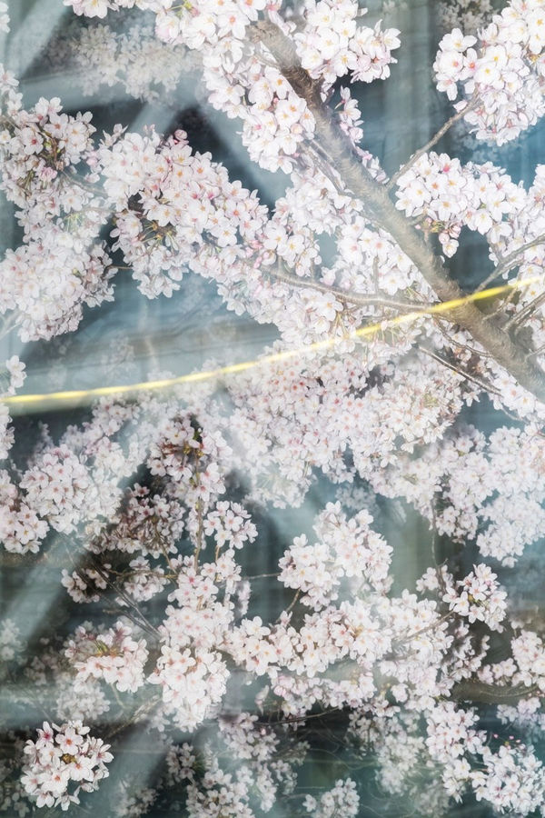 Yoshinori Mizutani, Sakura 028, 2015