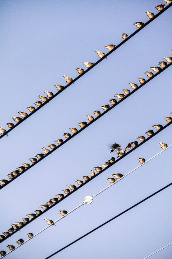 Yoshinori Mizutani, The Birds 021, 2016