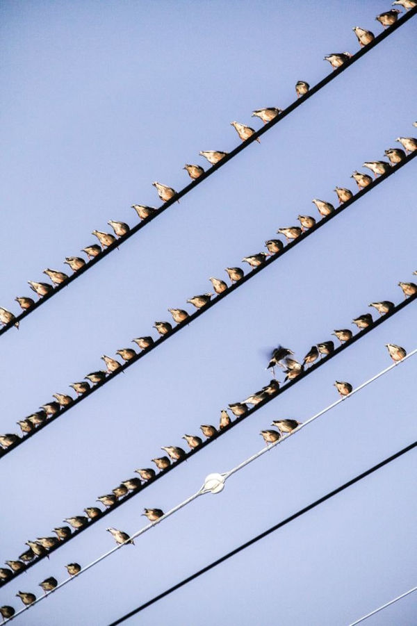 Yoshinori Mizutani, The Birds 021, 2016