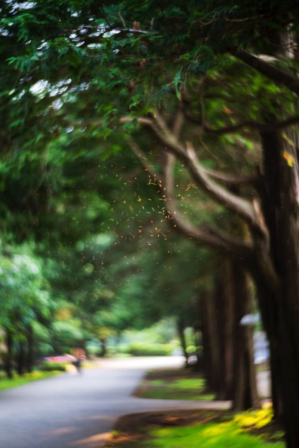 Yoshinori Mizutani, Yusurika 047, 2015