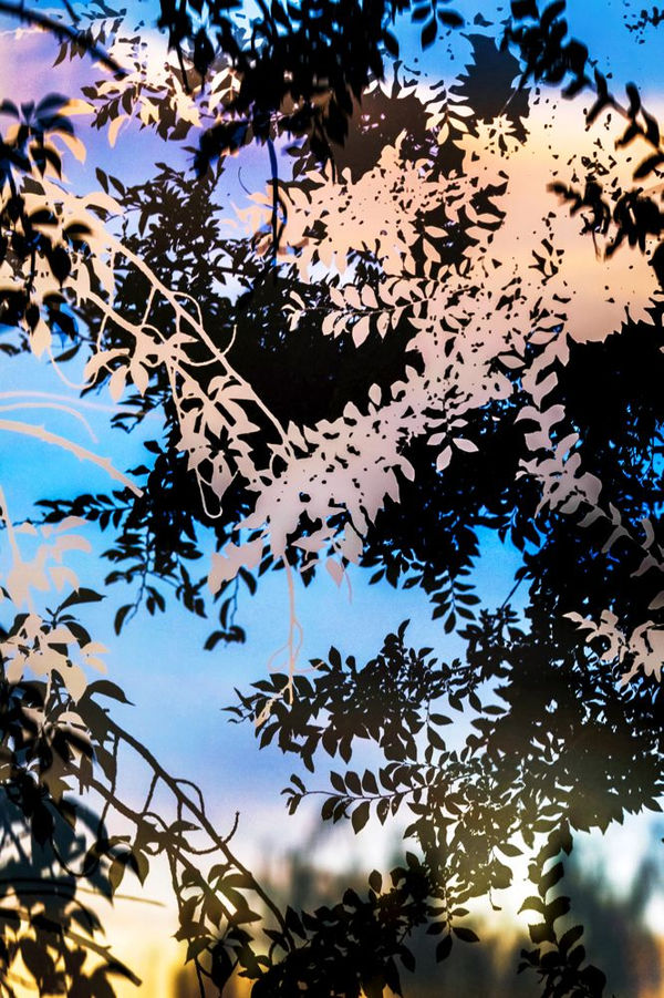 Yoshinori Mizutani, HDR_Nature 012, 2016-2018