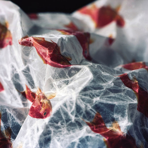 Kumi Oguro, KAT_5, 2018