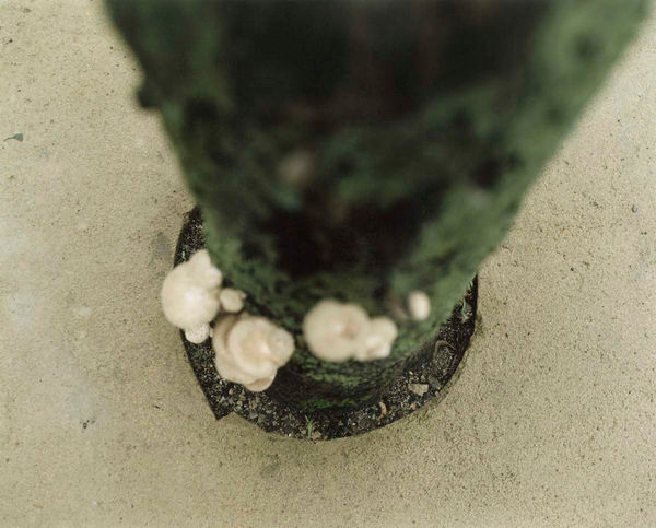 Yoko Ikeda, 1886-09 Chiyoda Ward, Tokyo, 2020