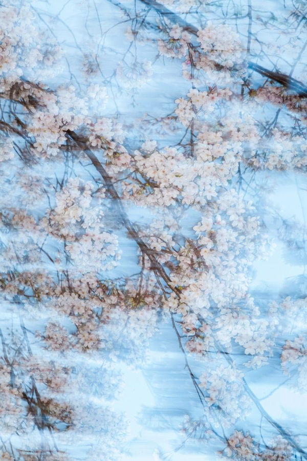 Yoshinori Mizutani, Sakura 001, 2015