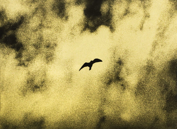 Naohiro Ninomiya, Glanage-41, 2019