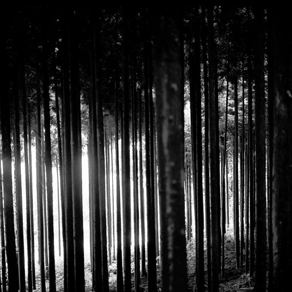 Jeremy Stigter, Trees - Koshihata, Kyoto-fu, Japan, 1997