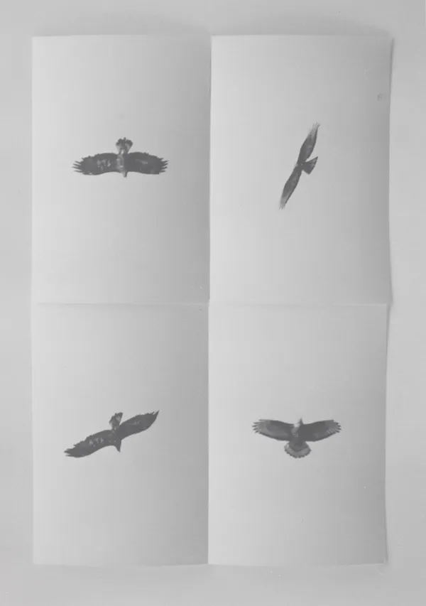 Marco Tagliafico, Poiana, 2019