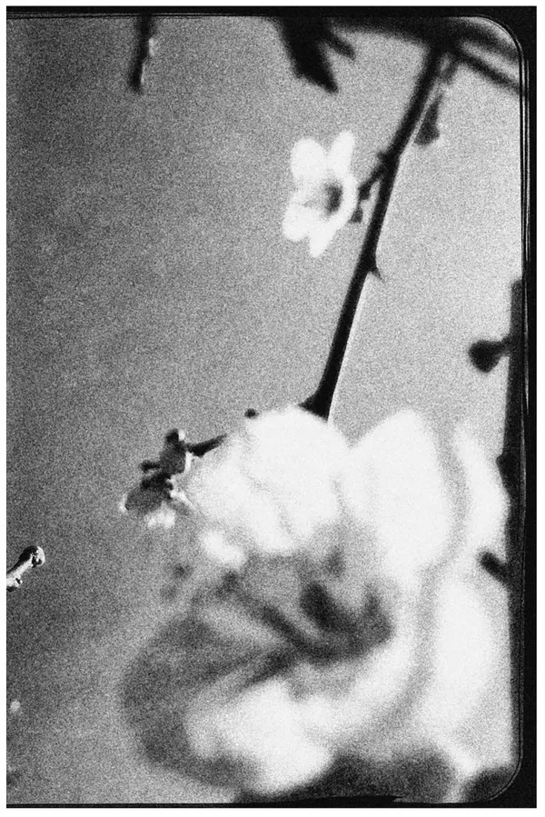 Miho Kajioka, BK0630, 2020