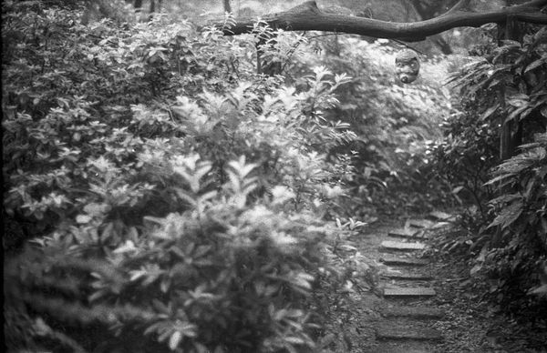 Hideoki, Hyottoko hanging on tree branch, Japan, 1973