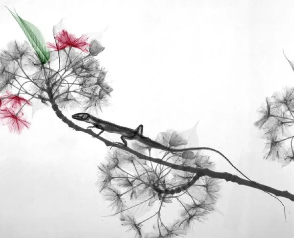 Arie van 't Riet, Lizard Prunus