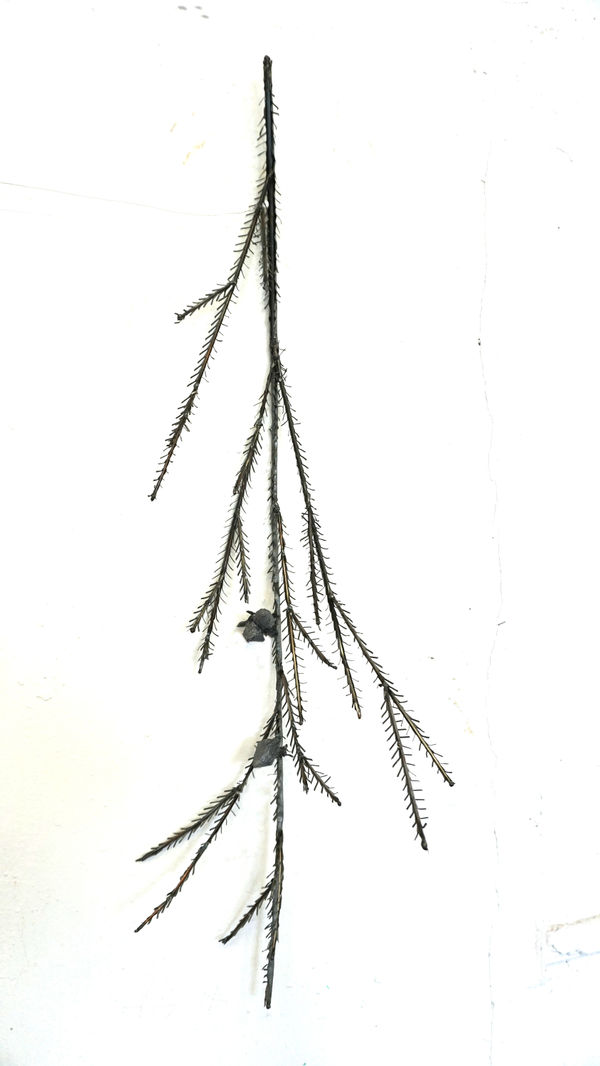 Dmitry Bulnygin, Spruce branch, from the series "Winter Herbarium", 2025