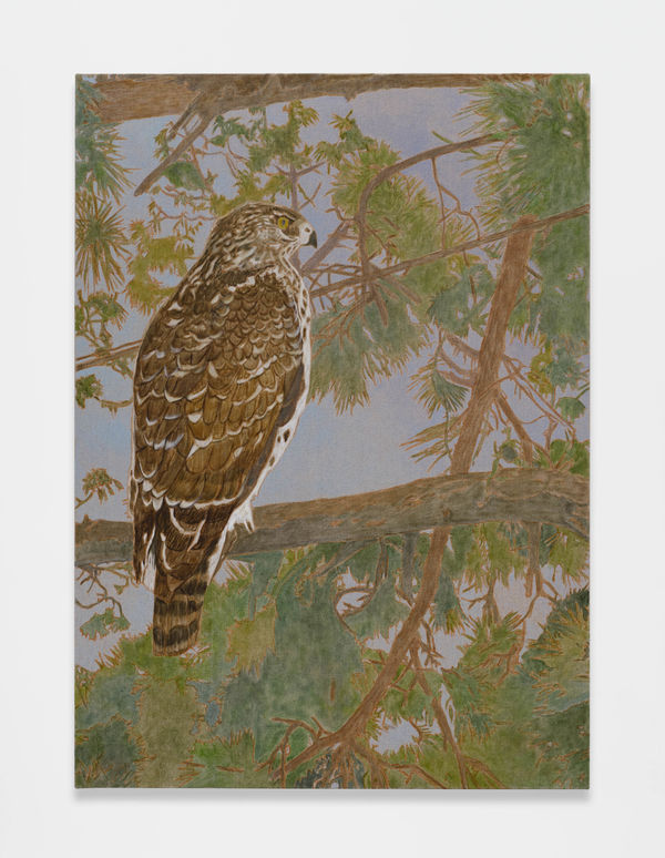 Hayley Barker Hawk Visitor (3), 2024 oil on linen 112.6 x 82 cm (framed) 44 3/8 x 32 1/4 in