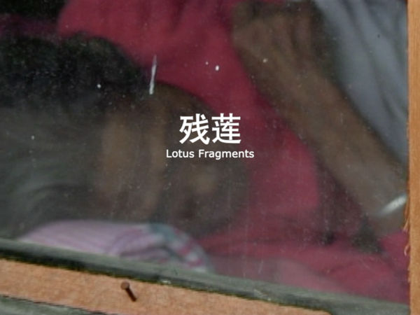 Tao Aimin 陶艾民, Lotus Fragments 残莲, 2002-2011