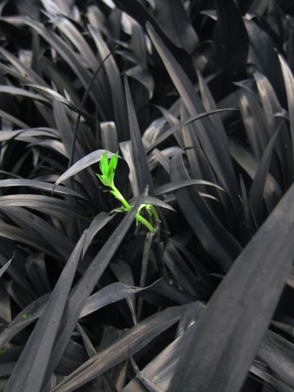 Jennifer Ma 马文, Sprout 芽, 2016