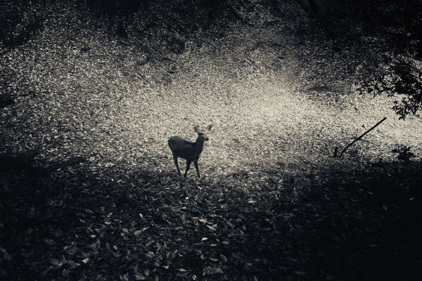 Albarrán Cabrera, The Mouth of Krishna #366, 2015