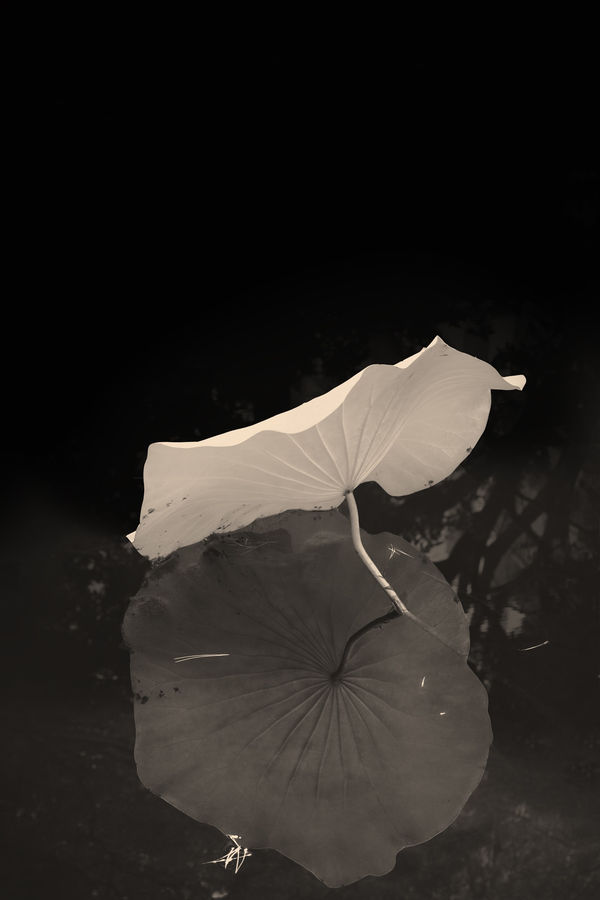 Albarrán Cabrera, The Mouth of Krishna #485, 2016