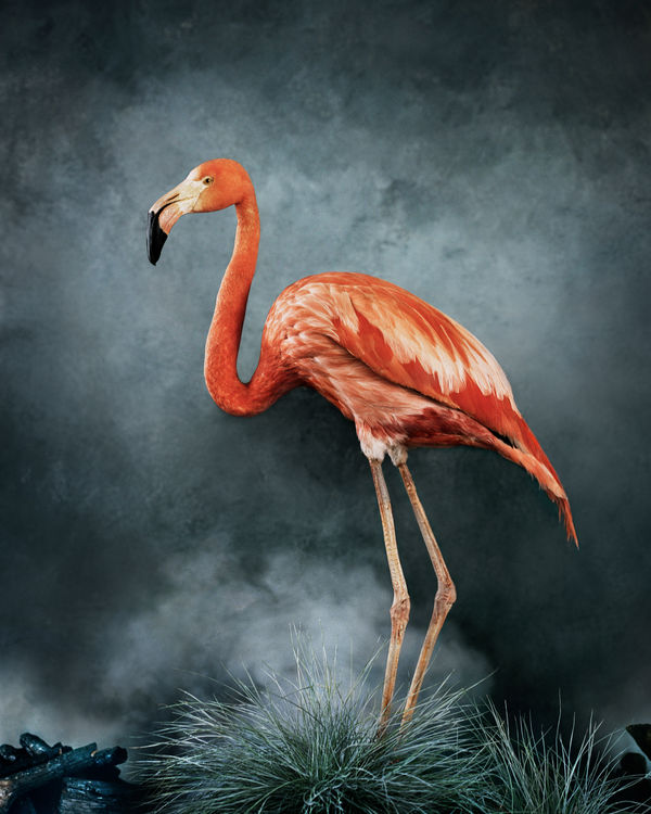 Vee Speers, Untitled #16 (Flamingo), Phoenix, 2020