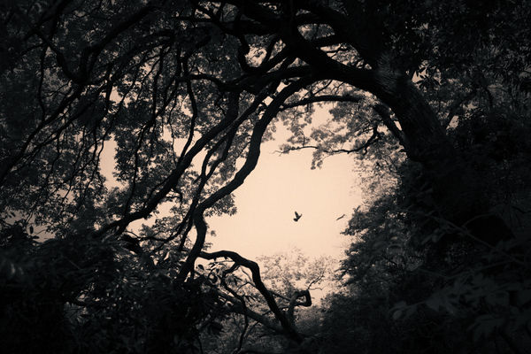 Albarrán Cabrera, The Mouth of Krishna #170, 2014