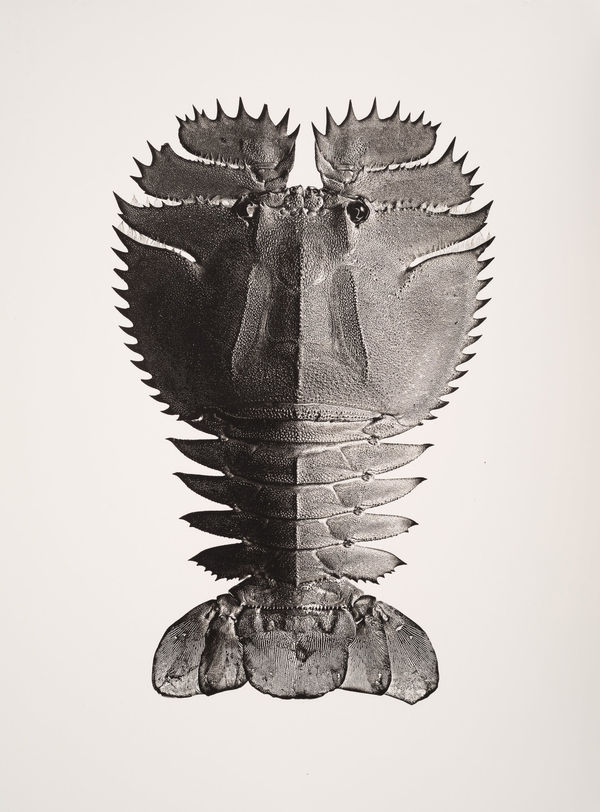 Jan C. Schlegel, Thenum Orientalis, 2019