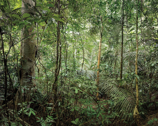 Olaf Otto Becker, PRIMARY FOREST 13, MALAYSIA, 2013