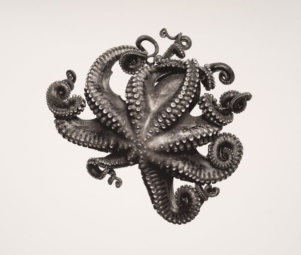 Jan C. Schlegel, Octopus Vulgaris, 2019