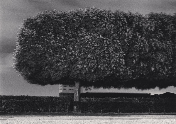 Michael Kenna, Windy Trees, Paris, France, 1984