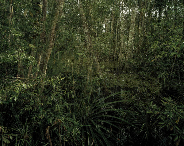 Olaf Otto Becker, PRIMARY SWAMP FOREST 06, LATE DUSK, INDONESIA, 2012