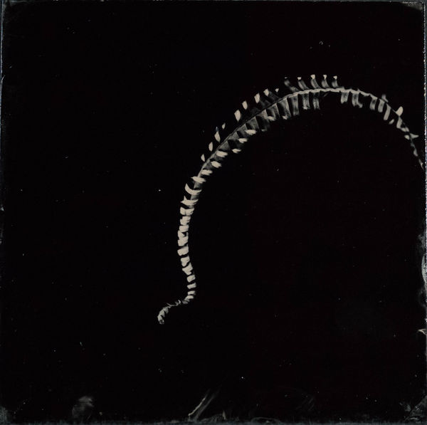 Steffen Diemer, Farn, WVZ 1205, 2024