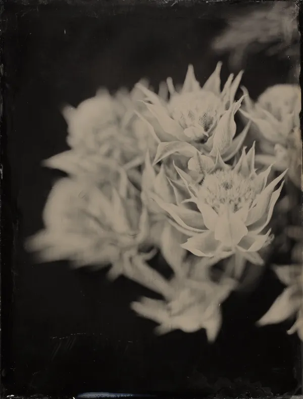 Steffen Diemer, Blüte, WVZ 356, 2019