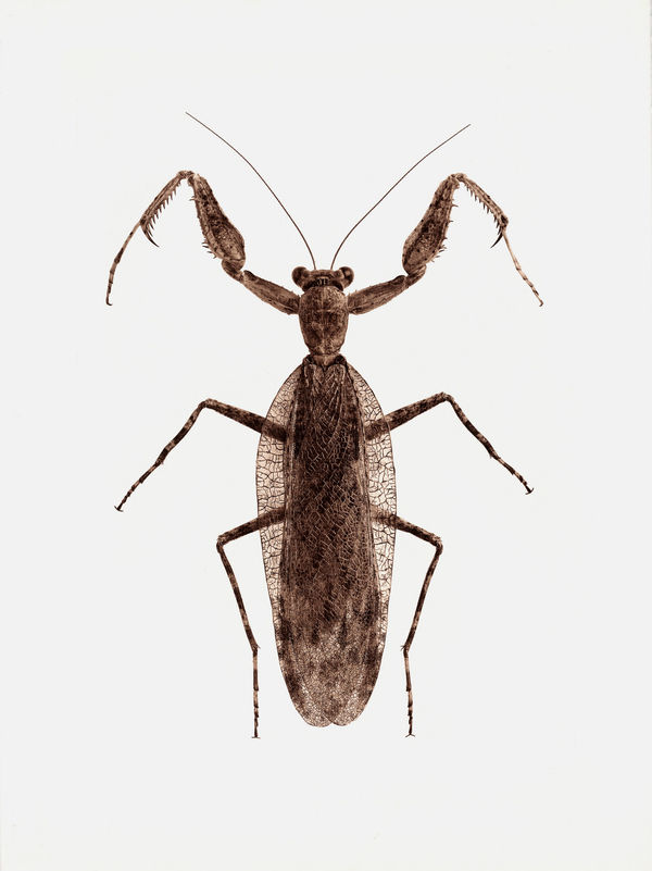 Jan C. Schlegel, Theopompa Servillei (Indonesia), 2017