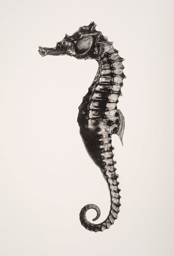 Jan C. Schlegel, Hippocampus Barbouri (male), 2019