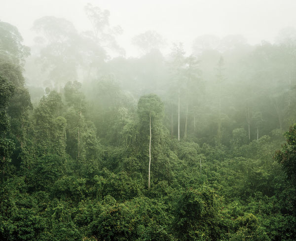 Olaf Otto Becker, PRIMARY FOREST 03, BORNEO, MALAYSIA, 2012