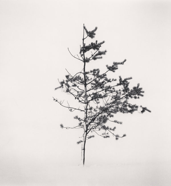 Michael Kenna, Tree Portrait, Study 7, Wakoto, Hokkaido, Japan, 2002