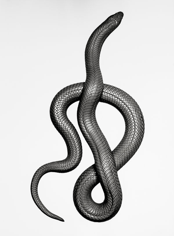 Jan C. Schlegel, Naja Kaouthia, 2021