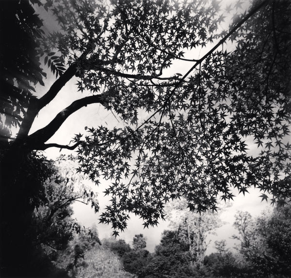 Michael Kenna, Maple Leaves, Eikando Zenrinji, Kyoto, Honshu, Japan, 2001