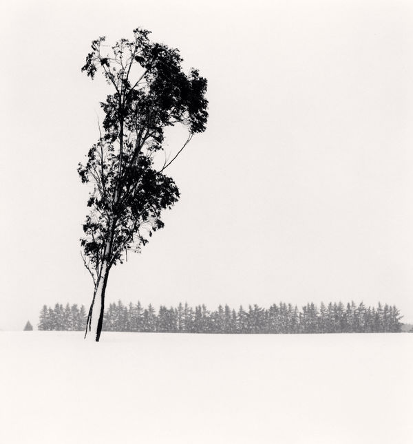 Michael Kenna, Leaning Eucalyptus, Methven, Canterbury, New Zealand, 2013