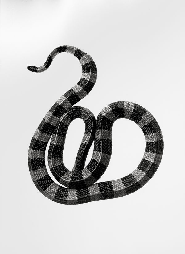 Jan C. Schlegel, Bungarus Fasciatus, 2021