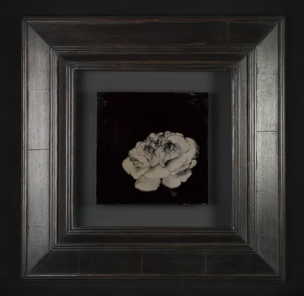 Steffen Diemer, Nelke, WVZ 1138, 2024