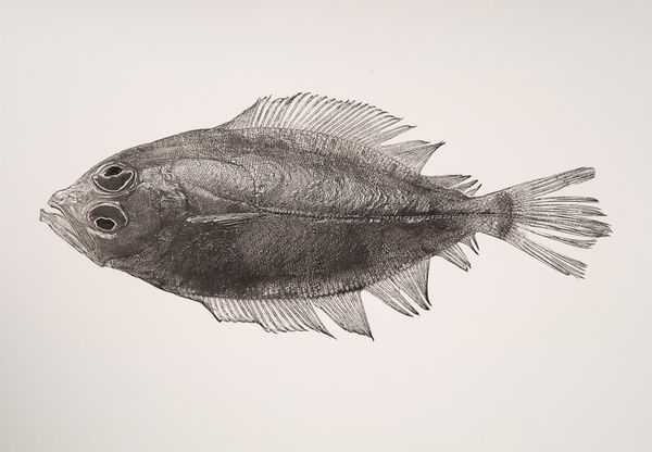 Jan C. Schlegel, Pleuronectes Platessa, 2019