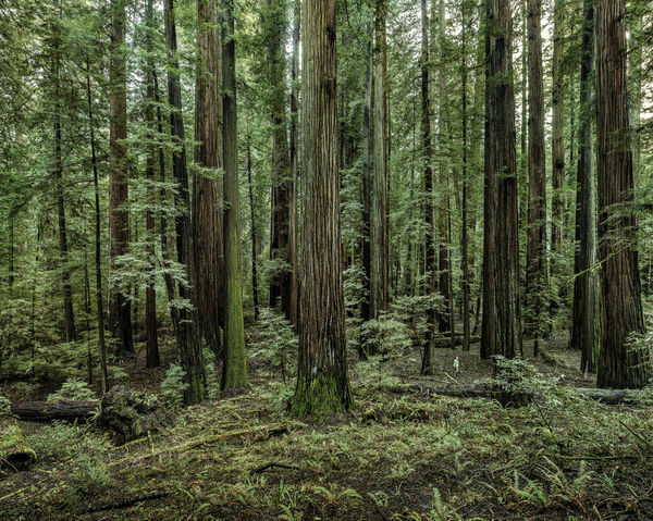 Olaf Otto Becker, REDWOODS 02, CALIFORNIA, 2009