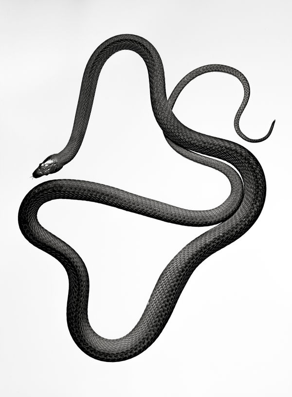 Jan C. Schlegel, Dendroaspis Angusticeps, 2021