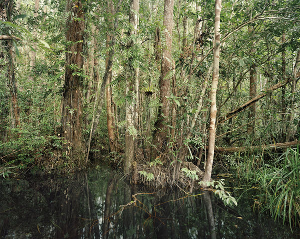 Olaf Otto Becker, PRIMARY SWAMP FOREST 03, BLACK WATER, SOUTH KALIMANTAN, INDONESIA, 2012
